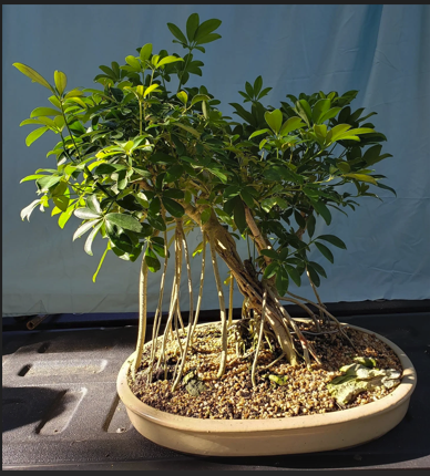 Schefflera Arboricola (Dwarf Umbrella Tree Bonsai)